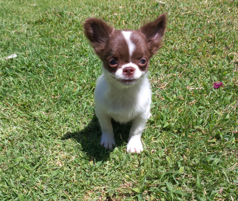 Disponibles Chihuahuas Mark Estamos De Vuelta